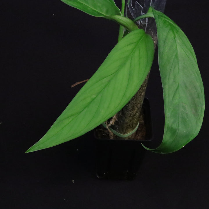 Monstera obliqua sp. Colombia