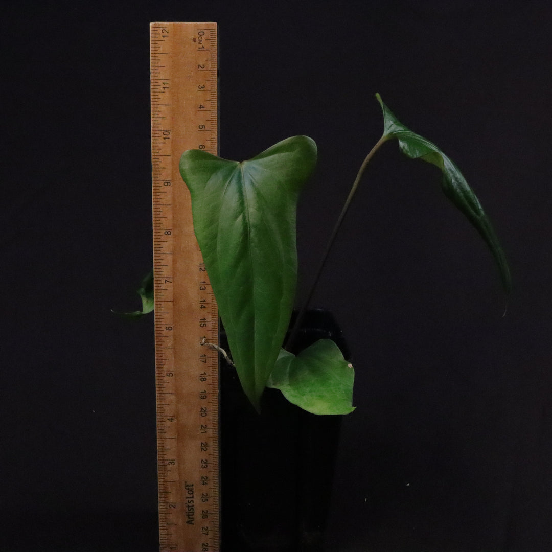 Anthurium (papillilaminum x sp. Trilobe) x nigrolaminum 'Gigi'