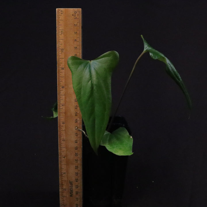 Anthurium (papillilaminum x sp. Trilobe) x nigrolaminum 'Gigi'