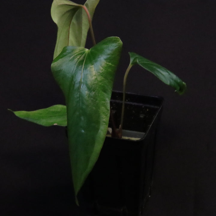 Anthurium (papillilaminum x sp. Trilobe) x nigrolaminum 'Gigi'