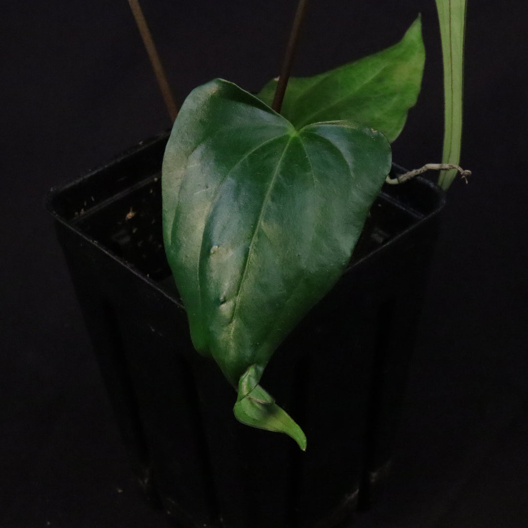 Anthurium (papillilaminum x sp. Trilobe) x nigrolaminum 'Gigi'