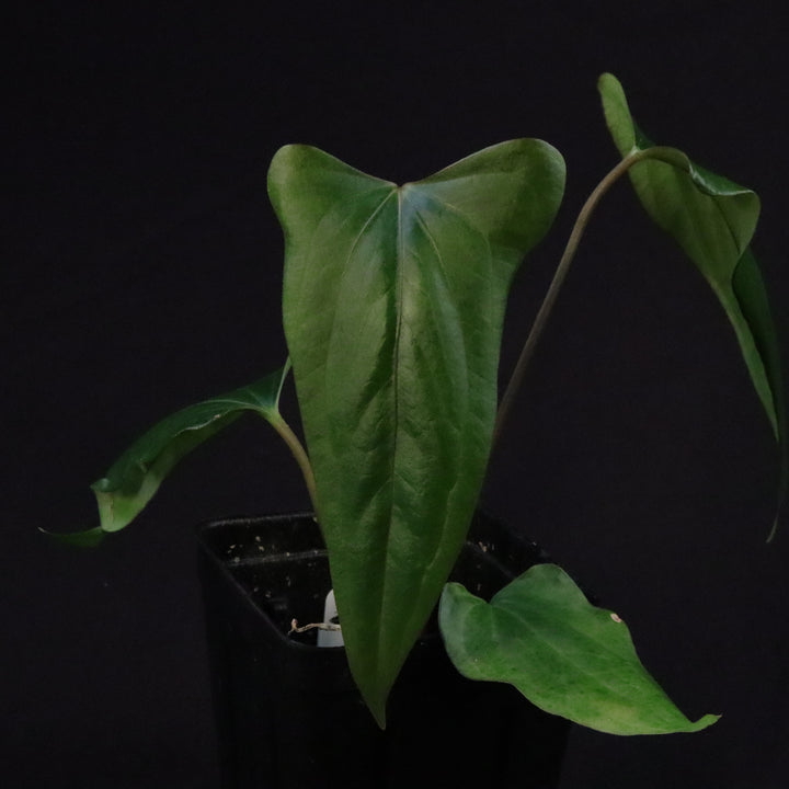 Anthurium (papillilaminum x sp. Trilobe) x nigrolaminum 'Gigi'