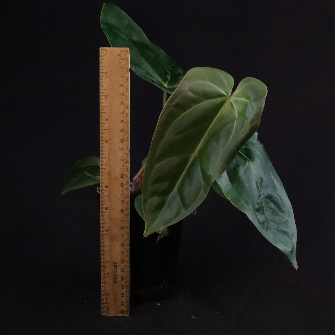 Anthurium [(crystallinum x magnificum) x subsignatum] x besseae aff