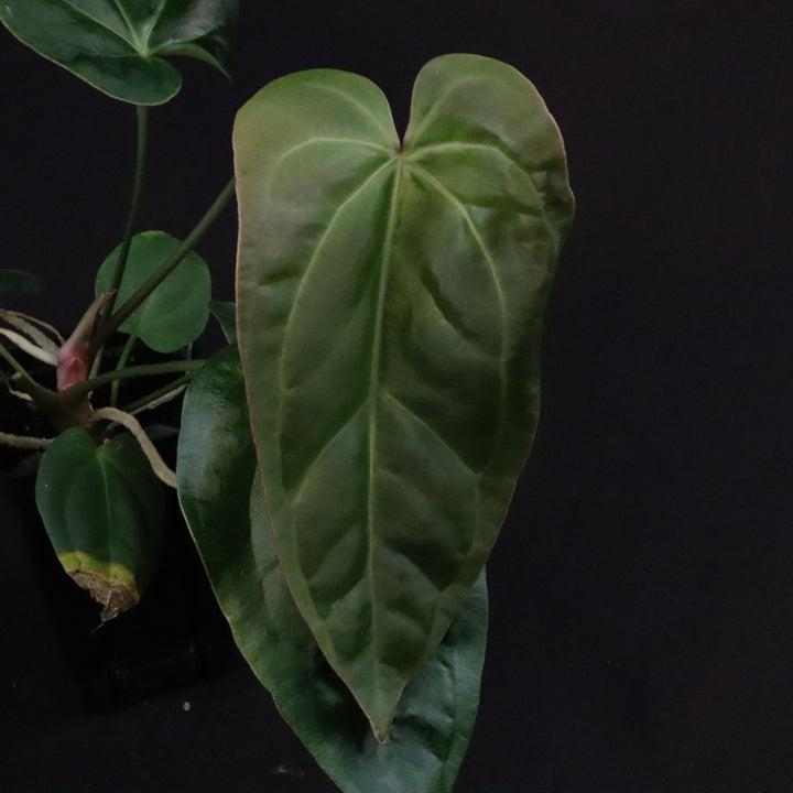 Anthurium [(crystallinum x magnificum) x subsignatum] x besseae aff