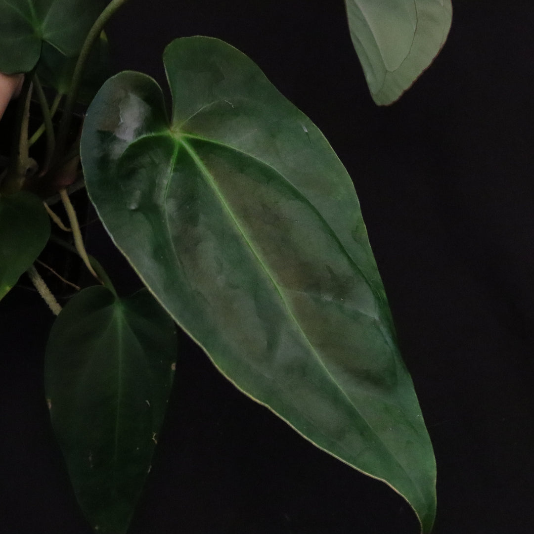 Anthurium [(crystallinum x magnificum) x subsignatum] x besseae aff