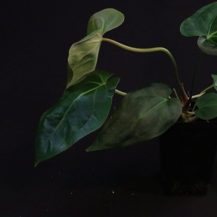 Anthurium [(crystallinum x magnificum) x subsignatum] x besseae aff