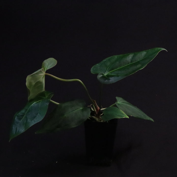 Anthurium [(crystallinum x magnificum) x subsignatum] x besseae aff