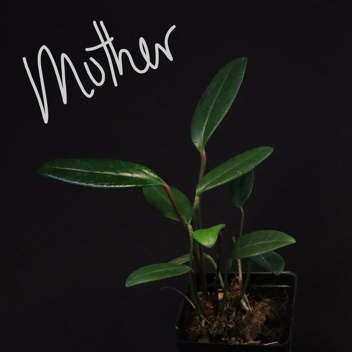Anthurium 'USBG' - NSE Tropicals Lineage - Grower's Choice