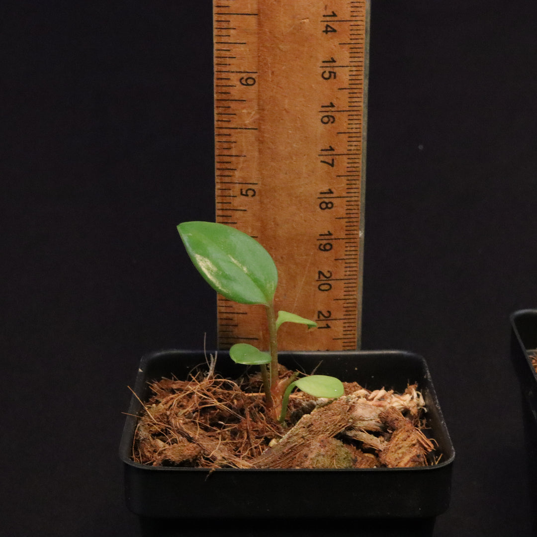 Anthurium 'USBG' - NSE Tropicals Lineage - Grower's Choice
