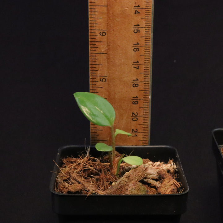 Anthurium 'USBG' - NSE Tropicals Lineage - Grower's Choice