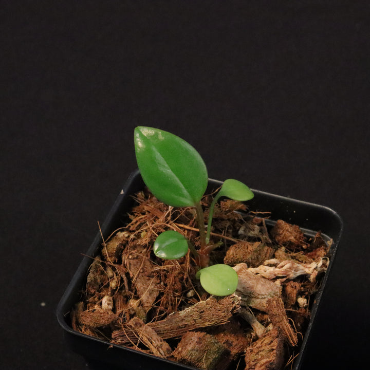 Anthurium 'USBG' - NSE Tropicals Lineage - Grower's Choice