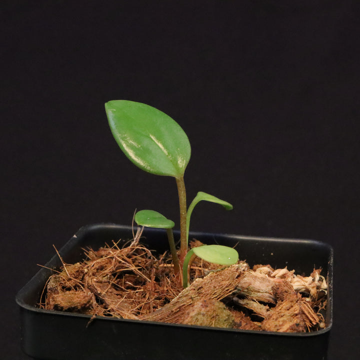 Anthurium 'USBG' - NSE Tropicals Lineage - Grower's Choice