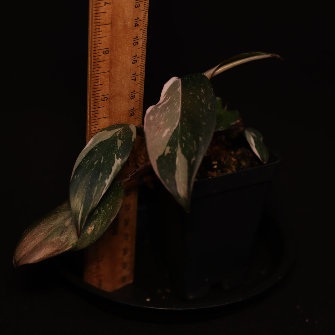 Variegated Philodendron Red Anderson - Starter