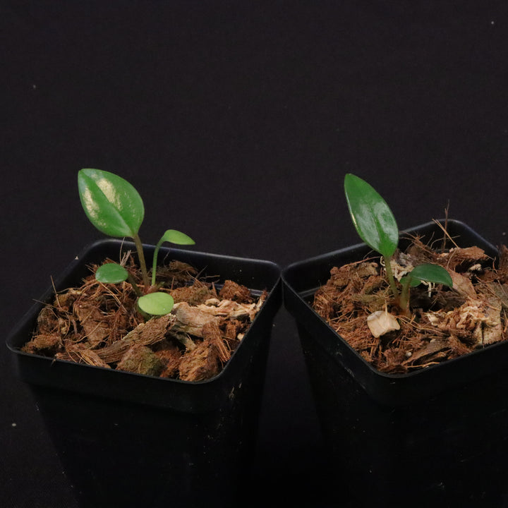 Anthurium 'USBG' - NSE Tropicals Lineage - Grower's Choice