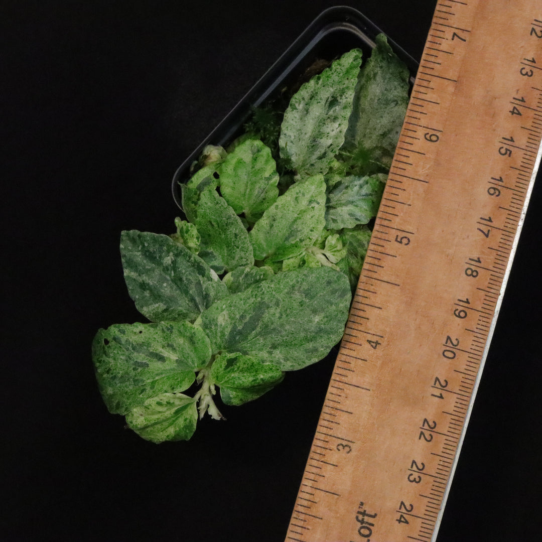 Variegated Pellionia Repens / Begonia Peppermint - A
