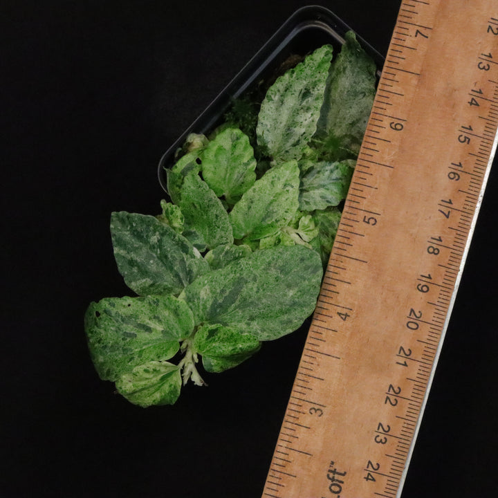 Variegated Pellionia Repens / Begonia Peppermint - A