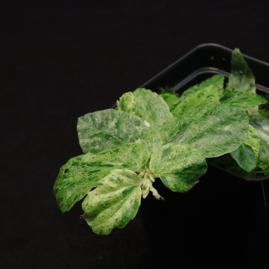 Variegated Pellionia Repens / Begonia Peppermint - A