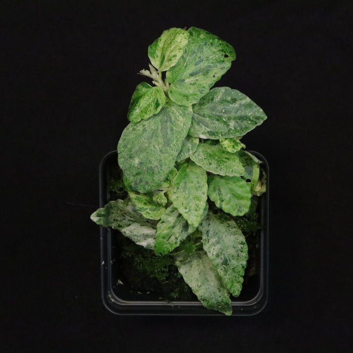 Variegated Pellionia Repens / Begonia Peppermint - A