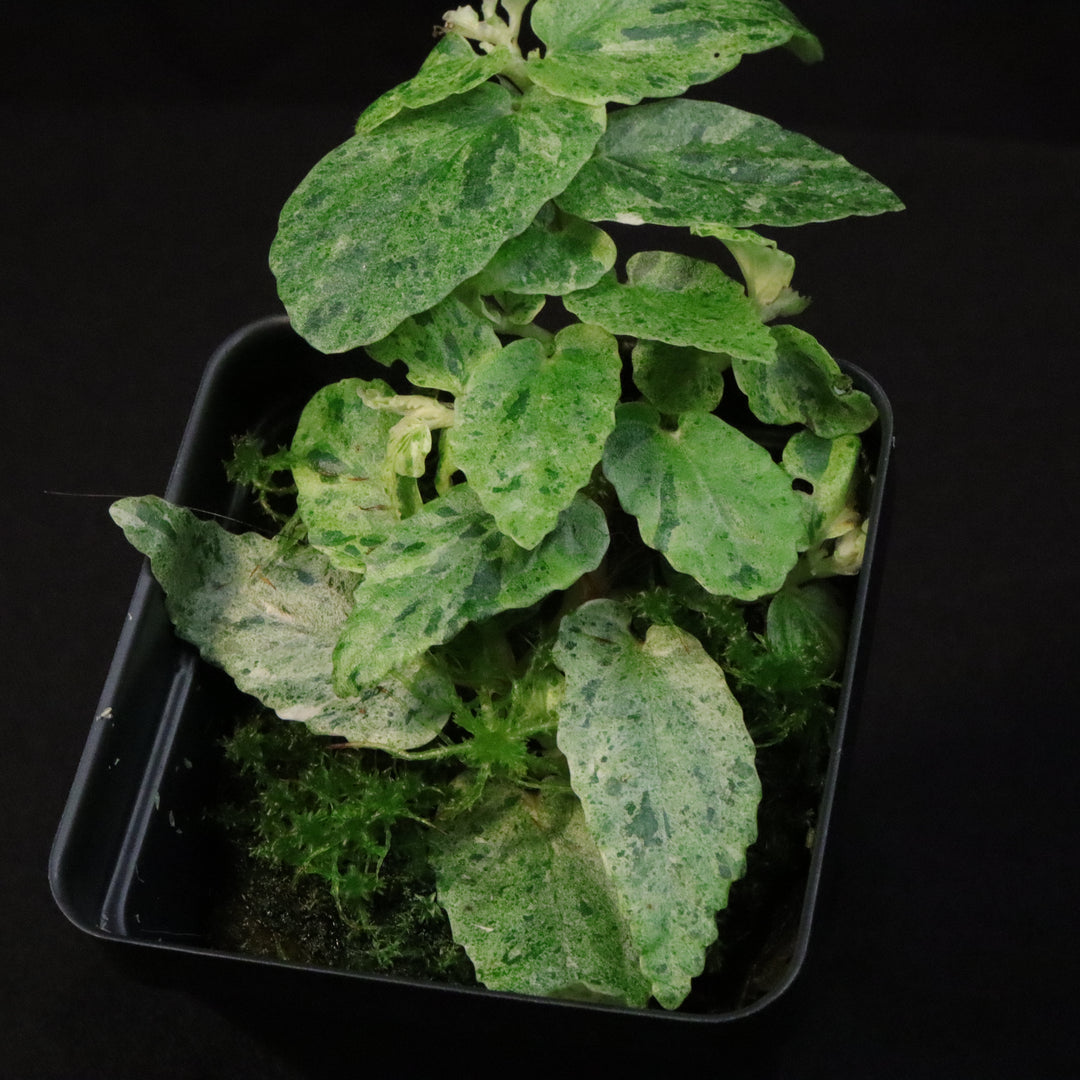 Variegated Pellionia Repens / Begonia Peppermint - A