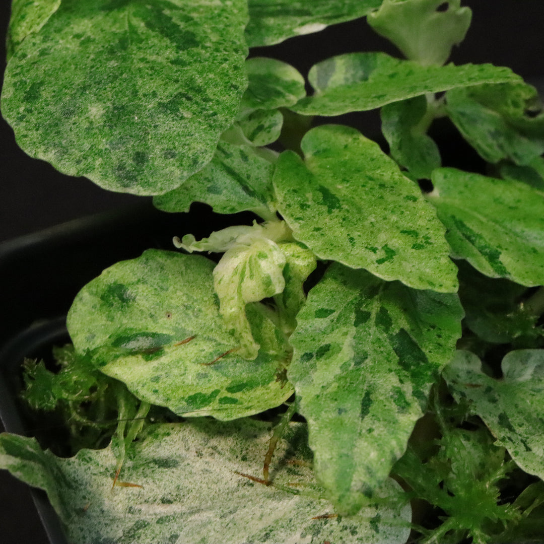 Variegated Pellionia Repens / Begonia Peppermint - A