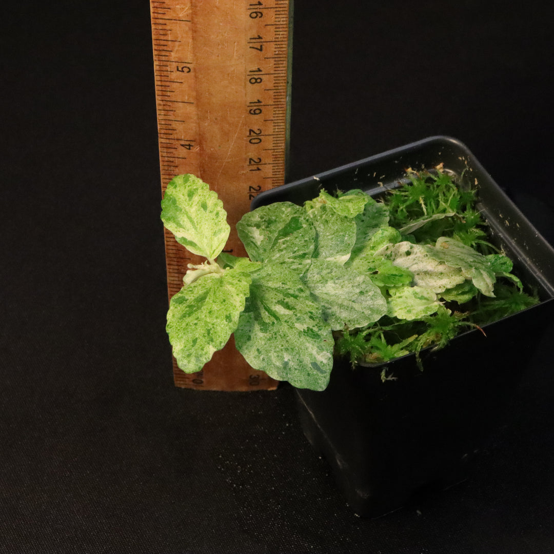 Variegated Pellionia Repens / Begonia Peppermint - B