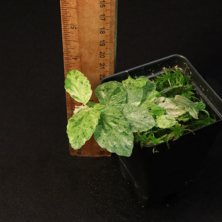 Variegated Pellionia Repens / Begonia Peppermint - B