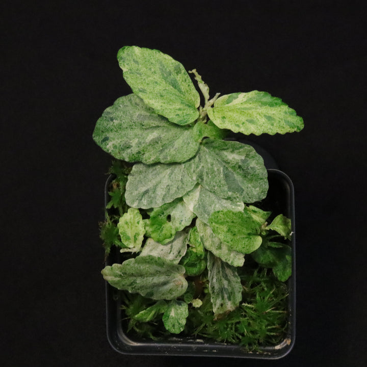 Variegated Pellionia Repens / Begonia Peppermint - B