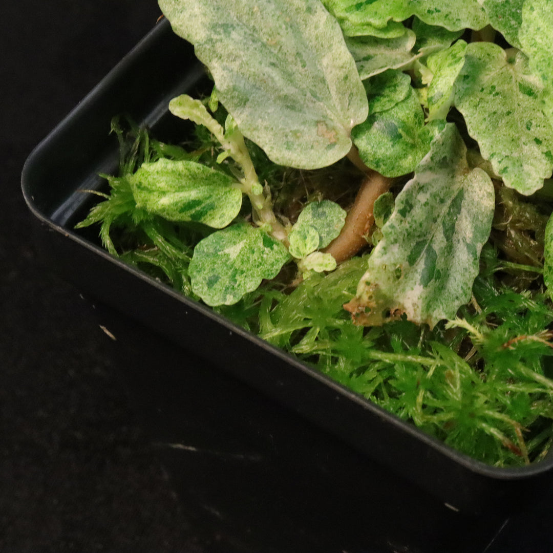 Variegated Pellionia Repens / Begonia Peppermint - B