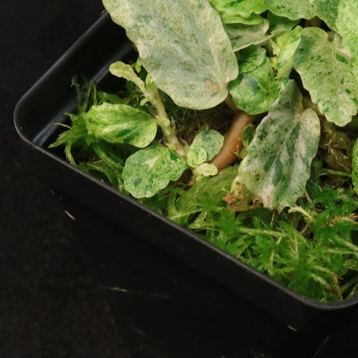 Variegated Pellionia Repens / Begonia Peppermint - B
