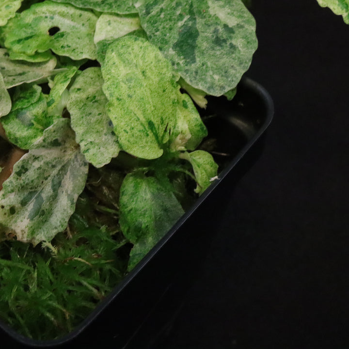 Variegated Pellionia Repens / Begonia Peppermint - B