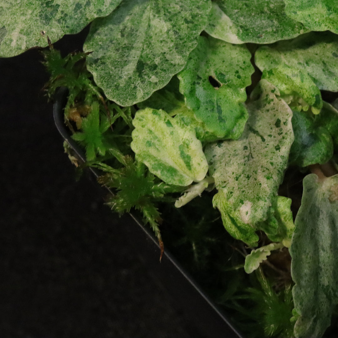 Variegated Pellionia Repens / Begonia Peppermint - B