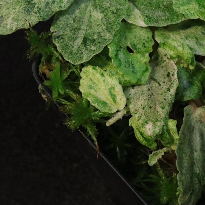 Variegated Pellionia Repens / Begonia Peppermint - B
