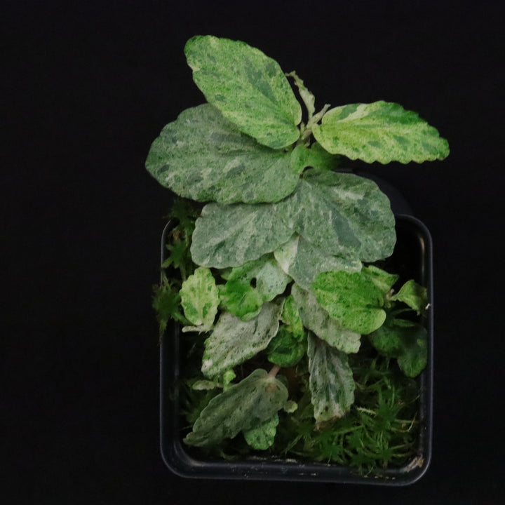 Variegated Pellionia Repens / Begonia Peppermint - B