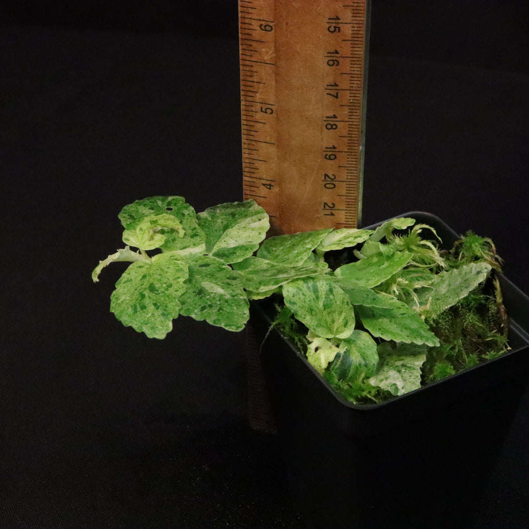 Variegated Pellionia Repens / Begonia Peppermint - C