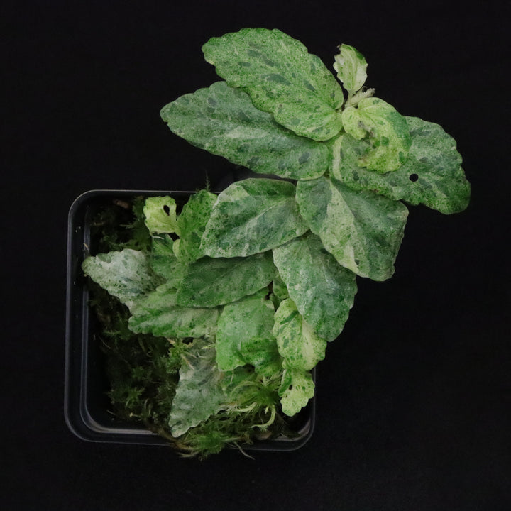 Variegated Pellionia Repens / Begonia Peppermint - C