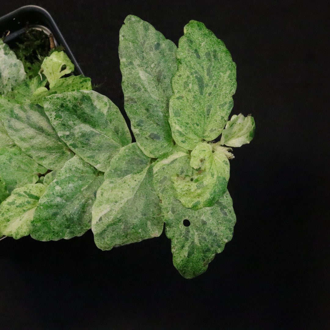 Variegated Pellionia Repens / Begonia Peppermint - C