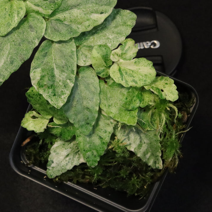 Variegated Pellionia Repens / Begonia Peppermint - C