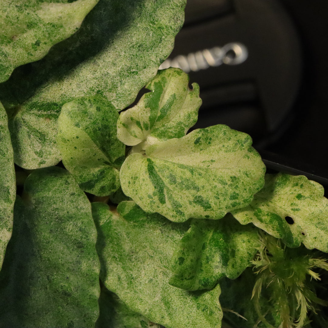 Variegated Pellionia Repens / Begonia Peppermint - C