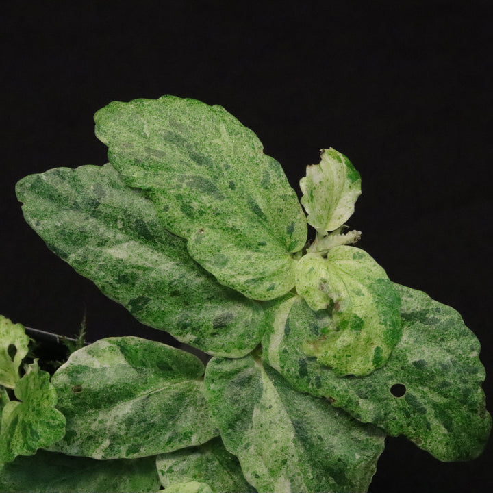 Variegated Pellionia Repens / Begonia Peppermint - C