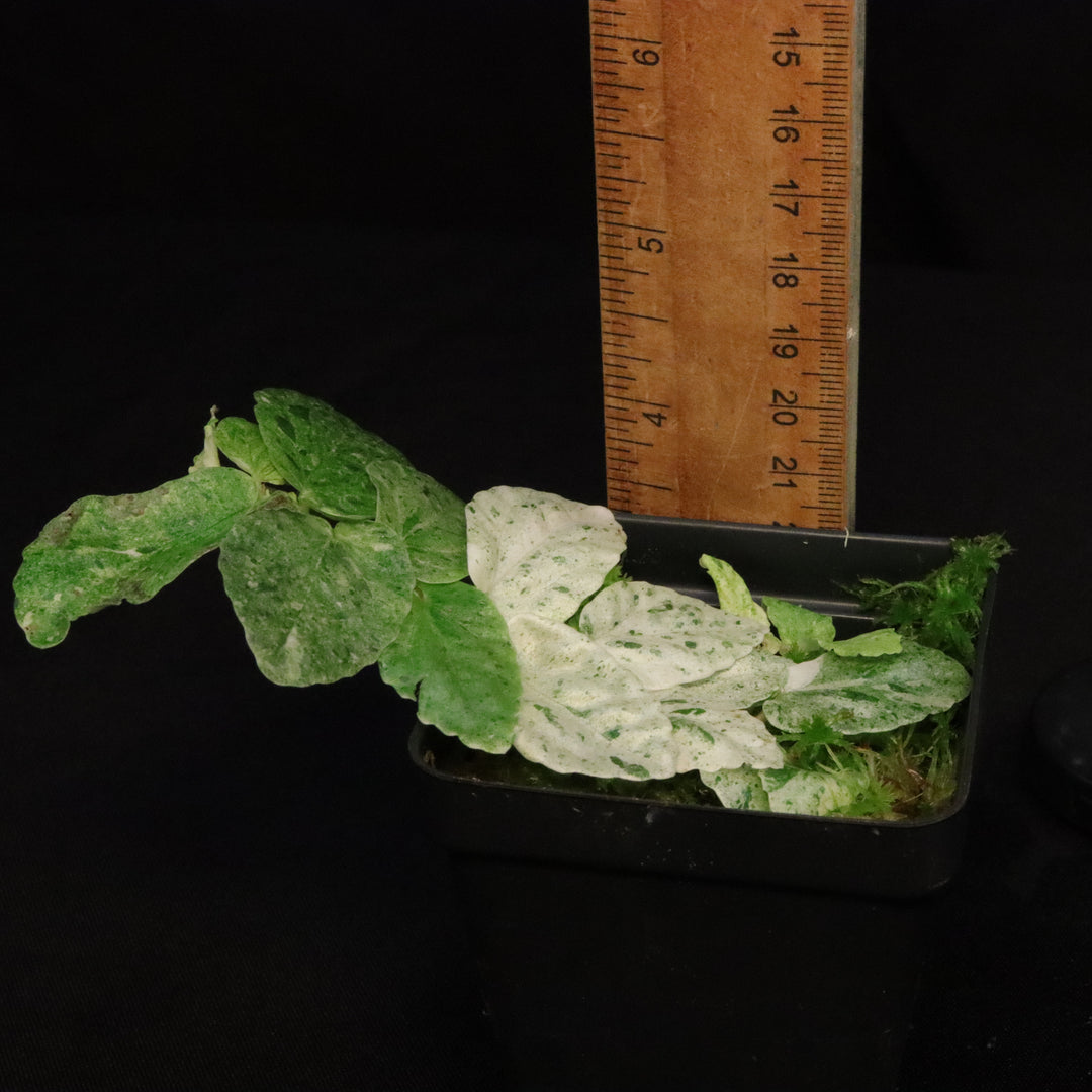 Variegated Pellionia Repens / Begonia Peppermint - D