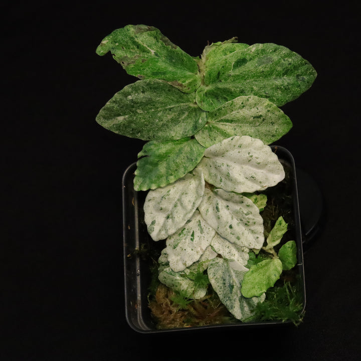 Variegated Pellionia Repens / Begonia Peppermint - D