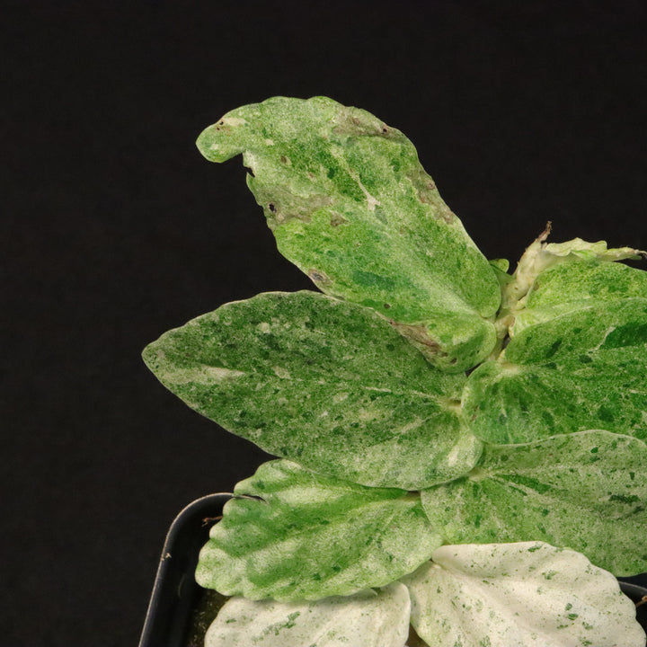 Variegated Pellionia Repens / Begonia Peppermint - D