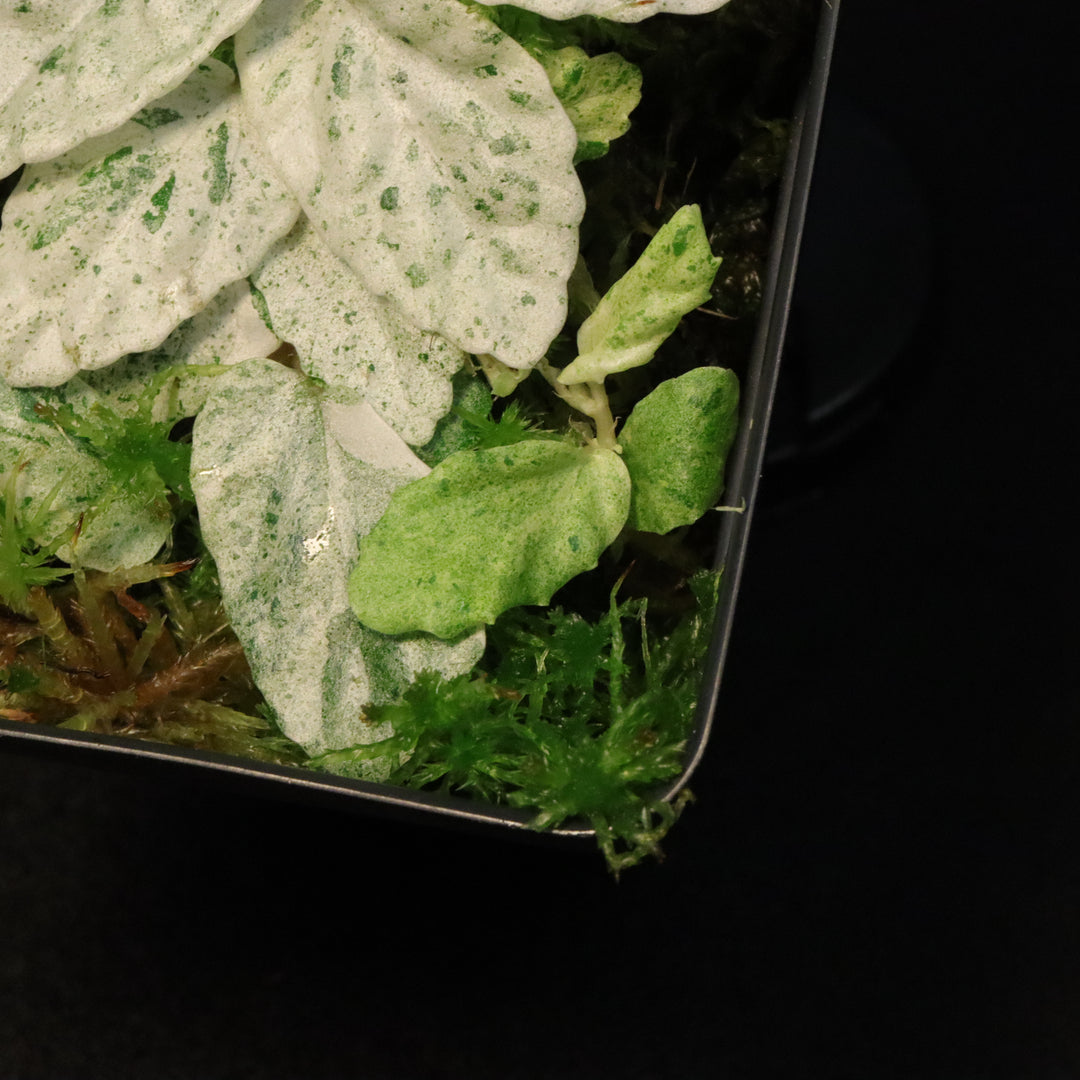 Variegated Pellionia Repens / Begonia Peppermint - D