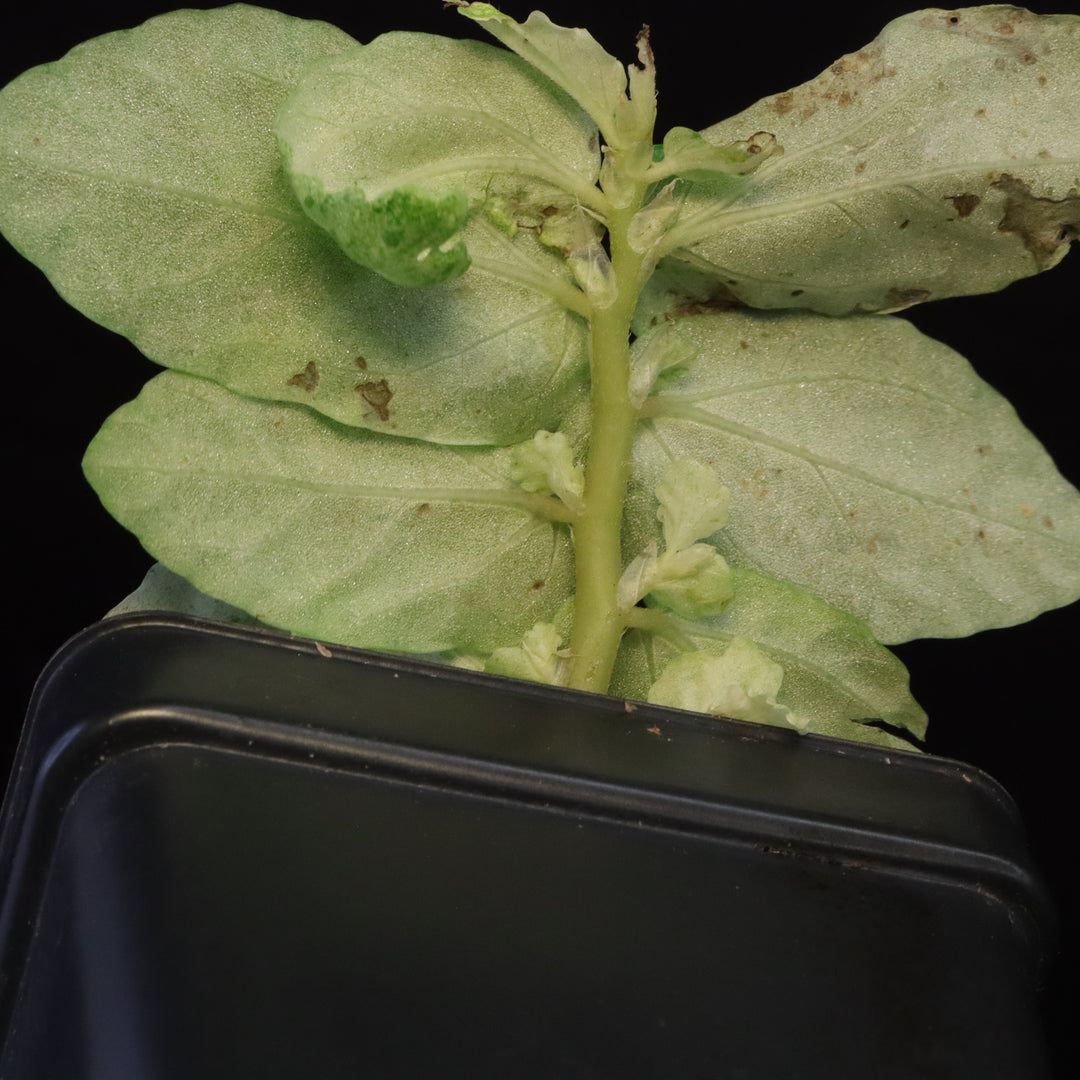 Variegated Pellionia Repens / Begonia Peppermint - D