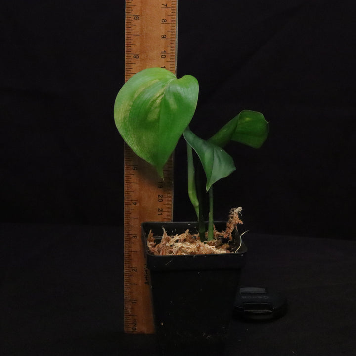 Scindapsus Perakensis