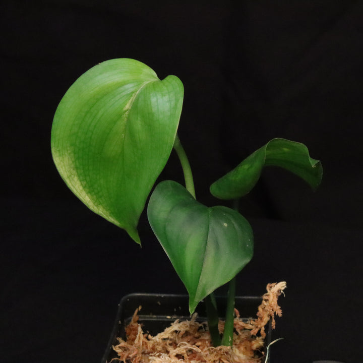 Scindapsus Perakensis