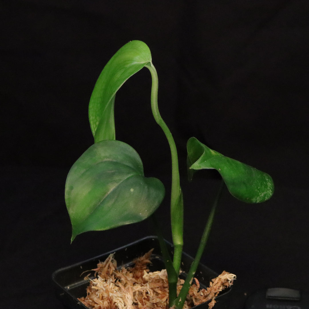 Scindapsus Perakensis