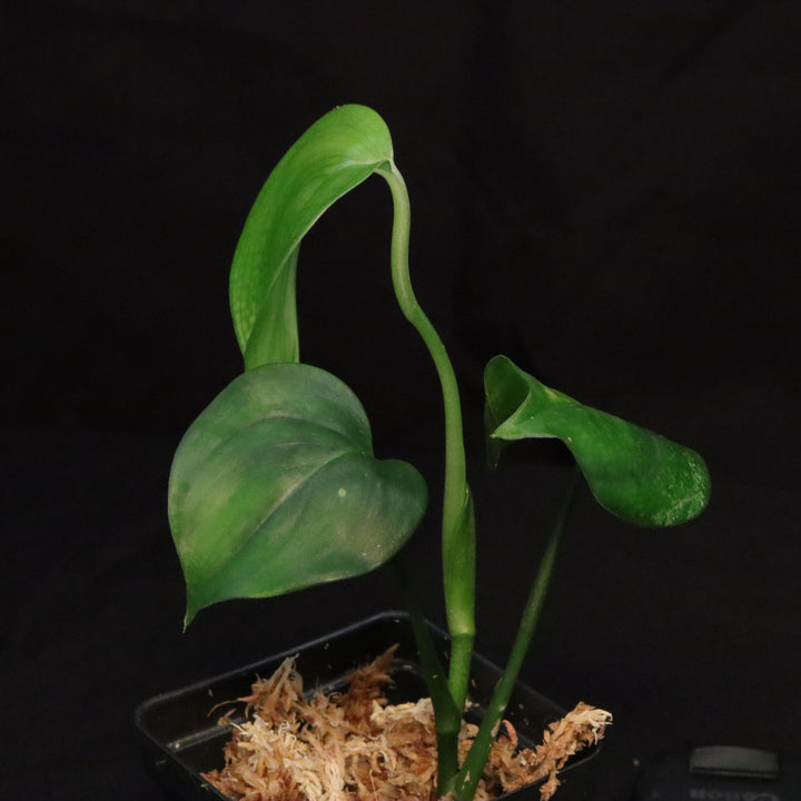 Scindapsus Perakensis