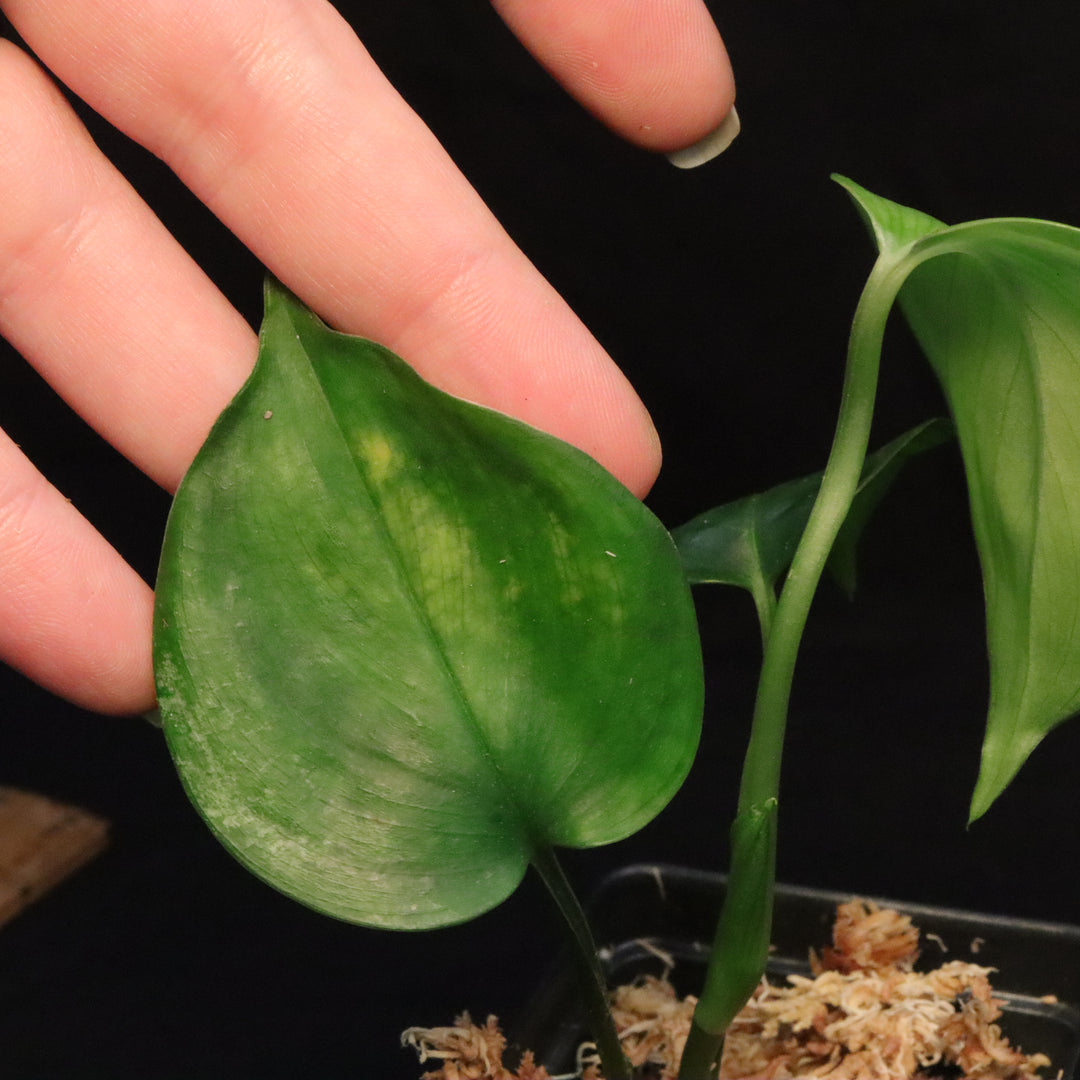 Scindapsus Perakensis