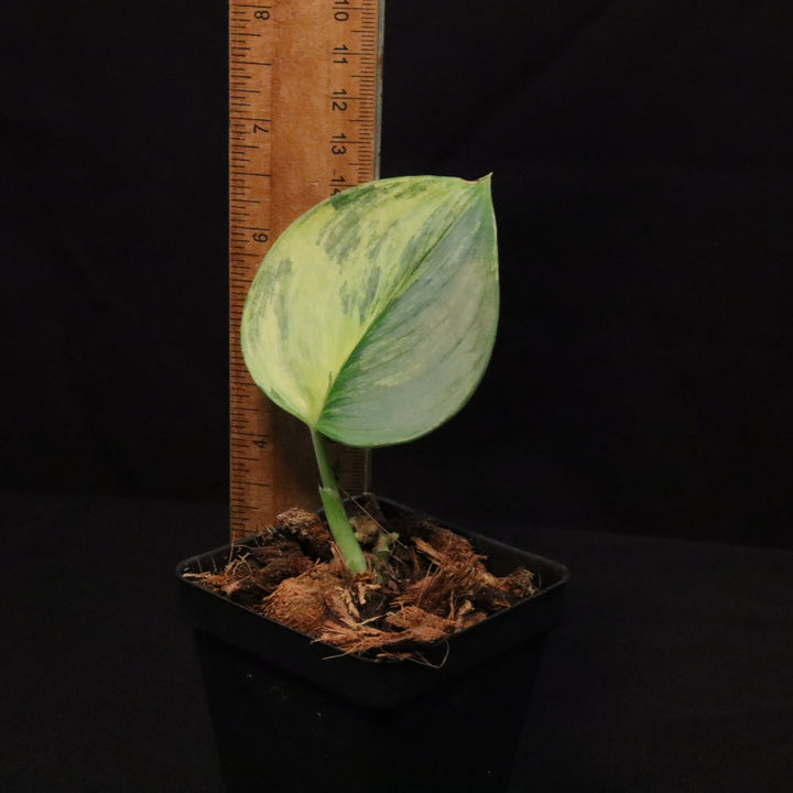 Variegated Scindapsus treubii 'Moonlight' - Aurea / Yellow variegation